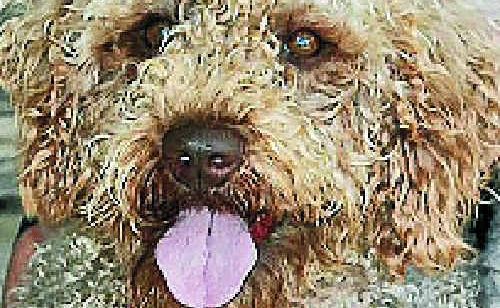 Show dogs registered with Dogs Queensland will be eligible for a 50% reduction in council registration fees. Show dogs registered with Dogs Queensland will be eligible for a 50% reduction in council registration fees.